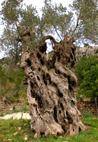 NA FLAMARADES - Olivars i Oliveres - Oleorutes - Illes Balears - Productes agroalimentaris, denominacions d'origen i gastronomia balear