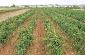 DO Pla i Llevant - Galeria d'imatges - Illes Balears - Productes agroalimentaris, denominacions d'origen i gastronomia balear