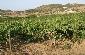 Vi de la terra Illa de Menorca - Galeria d'imatges - Illes Balears - Productes agroalimentaris, denominacions d'origen i gastronomia balear