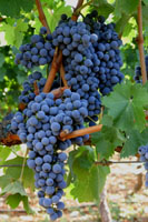 Pla i Llevant - Illes Balears - Productes agroalimentaris, denominacions d'origen i gastronomia balear