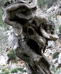 SA MADONA DES BARRANC - Olivars i Oliveres - Oleorutes - Illes Balears - Productes agroalimentaris, denominacions d'origen i gastronomia balear