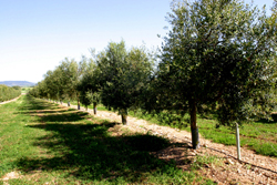 AGRÍCOLA AUBOCASSER - Illes Balears - Productes agroalimentaris, denominacions d'origen i gastronomia balear